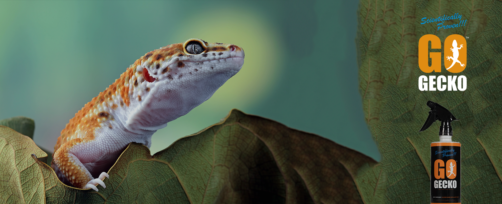 go gecko